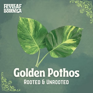 Puede incluir: Dos hojas de potos dorados con variegación verde y amarilla sobre un fondo verde apagado. El texto "Golden Pothos" y "Rooted & Unrooted" en blanco. El logotipo de Feyleaf Botanica está en la parte superior.