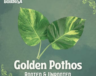 Goldene Pothos Stecklinge | Verwurzelter, Nicht verwurzelter Teufels Efeu Vermehrungs Starter