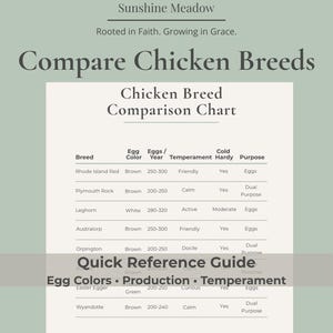 May include: A chart titled "Compare Chicken Breeds" with a "Chicken Breed Comparison Chart" lists breeds, egg colors, egg production, temperament, and purpose. The chart is on a light background with a green border.