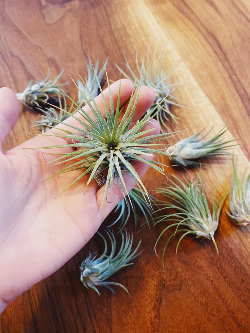 Air Plant Small Air Plant Medium Air Plant Air Plants Air Etsy