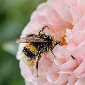 Insect Puzzle | Butterfly Bee Spider Bug Jigsaw | Colorful Nature Puzzle | Unique Wildlife Gift