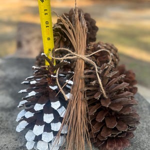 Può includere: Un fascio di pigne marroni legate con spago, una delle quali è dipinta con dettagli bianchi. Un metro a nastro giallo mostra che i coni sono alti circa 30 cm. Lo sfondo è sfocato.