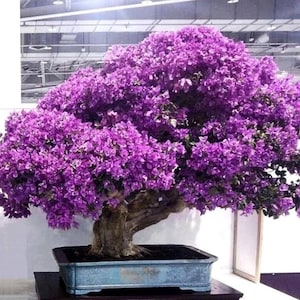 ginseng ficus bonsai tree care Ficus Ginseng & Pot main image 1