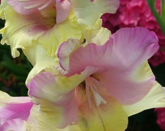 Bulbos de Gladíolo Mon Amour – Flores elegantes para o jardim de verão