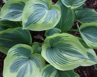 Hosta Root del primo gelo – Perenne dalle sfumature blu, verdi e bianche