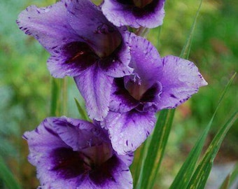 Gladiolenbollen – paarse lavendel witte zwaardleliebloembollen