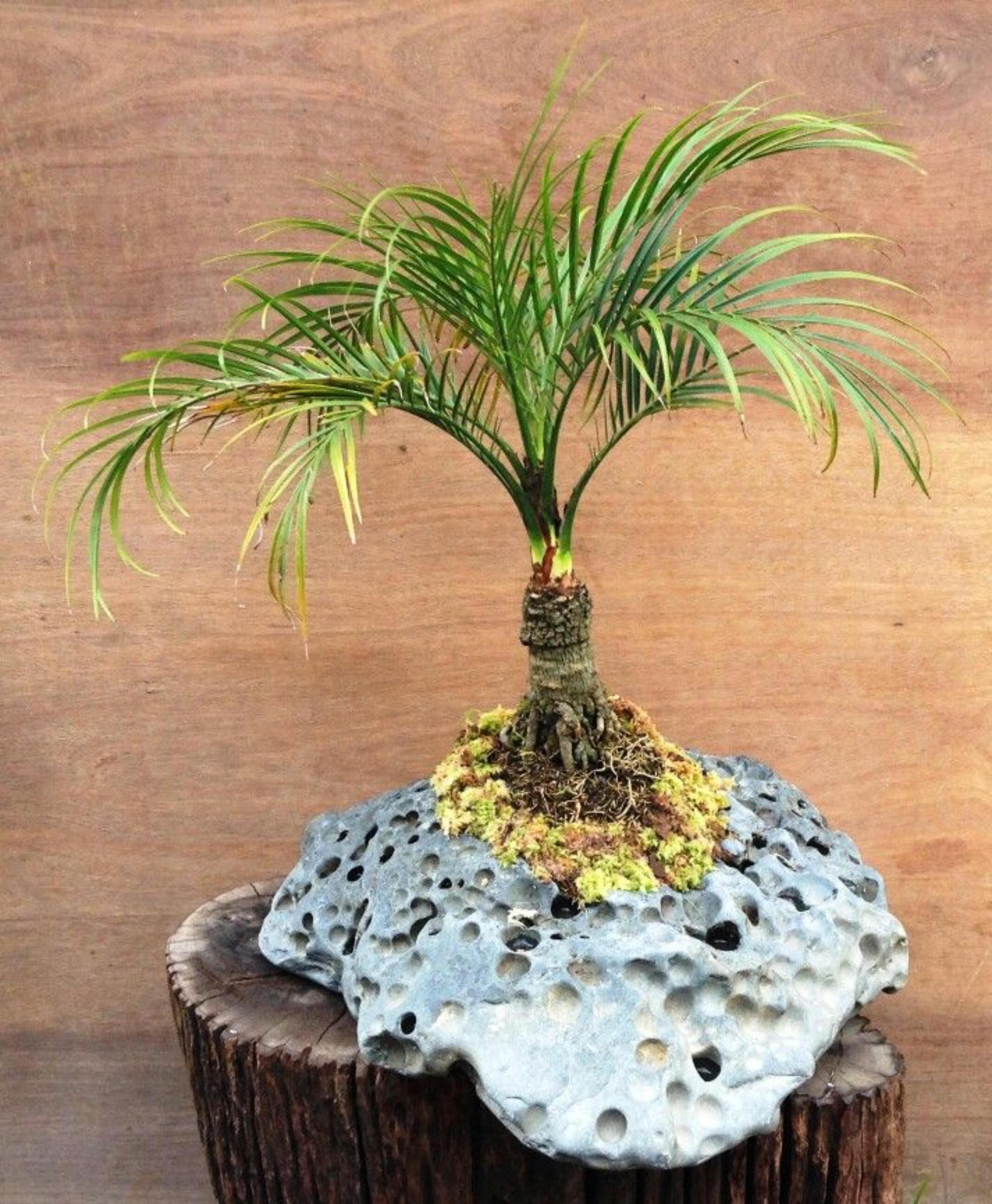 Exotic indoorplants seeds - Etsy.de