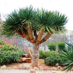 propagate a money tree Money Tree | Indoor Plants