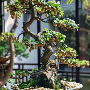 Chinesische Ulme Bonsai Baum - Live Outdoor Bonsai