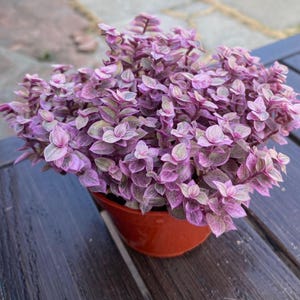 Pode incluir: Uma planta em vaso com folhas variegadas rosa e verdes. A planta está num vaso de terracota, colocada sobre uma superfície de madeira escura. As folhas exibem uma mistura de tons rosa e verdes.