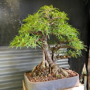 May include: A set of three ceramic nesting bowls in shades of blue, green, and white. The bowls feature a speckled glaze and a simple, modern design. The largest bowl measures approximately 6 inches in diameter.