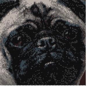 Può includere: Primo piano del muso di un carlino, con pelo nero intorno agli occhi, al naso e alla bocca, e pelo bianco sulla fronte e sulle guance.