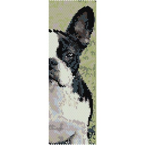 May include: Close-up of a black and white Boston Terrier dog's face. The dog's ear is perked up and its nose is pointed towards the camera. The background is a blurry green.
