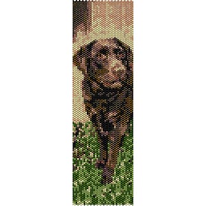 Op de afbeelding: Een bruine Labrador Retriever staat in het groene gras. De hond kijkt met zijn hoofd lichtjes gekanteld naar de camera.