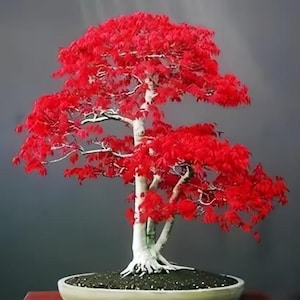 May include: A white ceramic mug with a black handle and the text "But First, Coffee" in a black, bold font. The mug is sitting on a wooden surface. The mug is 4 inches tall.