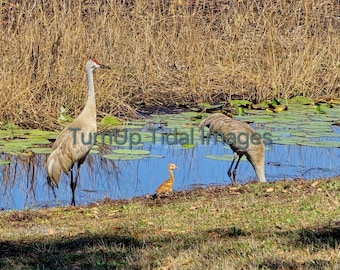 Fotografía de una familia de grullas canadienses de Florida / Fotografía de aves silvestres (descarga digital)
