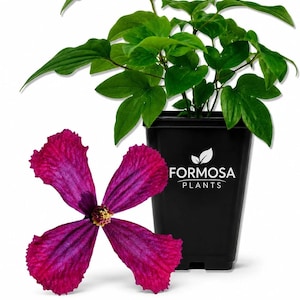 May include: A potted plant with vibrant green leaves in a black plastic container labeled Formosa Plants, accompanied by a single, large, four-petaled deep magenta flower with a textured surface and a small yellow center, isolated on a white background.