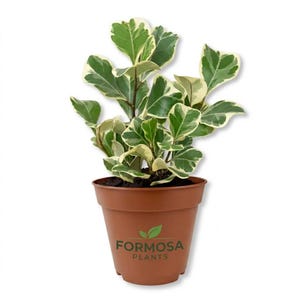 Triangle Ficus Tree-1 Live Plant in a 2 Inch Pot-Rare Variegated Triangular Foliage, Easy Care Tropical Indoor Houseplant-Ficus triangularis