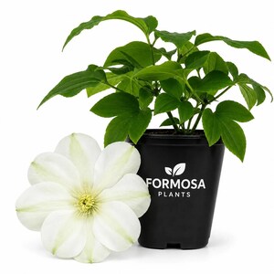 Clematis Guernsey Cream - Live Plants in a 2 Inch Pot - Creamy White