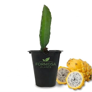 May include: A green dragon fruit plant in a black pot with the "FORMOSA PLANTS" logo. Next to the plant are two halves of a yellow dragon fruit, showing the white flesh and black seeds. The fruit is a tropical plant.