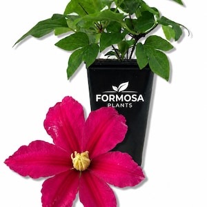 May include: A vibrant image showcases a potted plant with lush green leaves and a large, deep magenta flower with a yellow center. The black pot has the text "FORMOSA PLANTS". The flower is in full bloom.