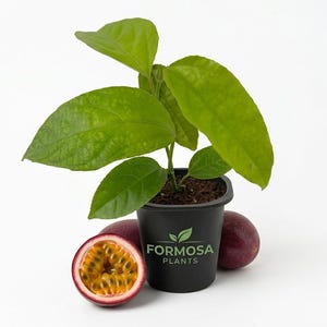 May include: A passion fruit plant in a black pot with the text "FORMOSA PLANTS" and a logo. The plant has large green leaves. Two passion fruits are next to the pot, one cut open to show the yellow pulp.