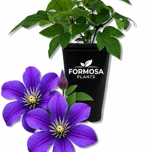 May include: A potted clematis plant with vibrant purple flowers and green leaves. The black pot features the "FORMOSA PLANTS" logo. Two fully bloomed flowers and a bud are in the foreground, showcasing the plant's beauty.