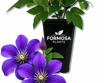 Arabella Clematis - Live Plant in a 2 Inch Pot - Long Blooming Purple Flowering Garden Vine - Clematis integrifolia 'Arabella'