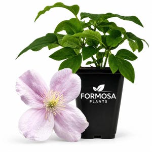 May include: A potted clematis plant with vibrant green leaves in a black plastic container labelled FORMOSA PLANTS in white text. A single, large, pale pink flower with four rounded petals and a prominent yellow centre is positioned in the foreground.