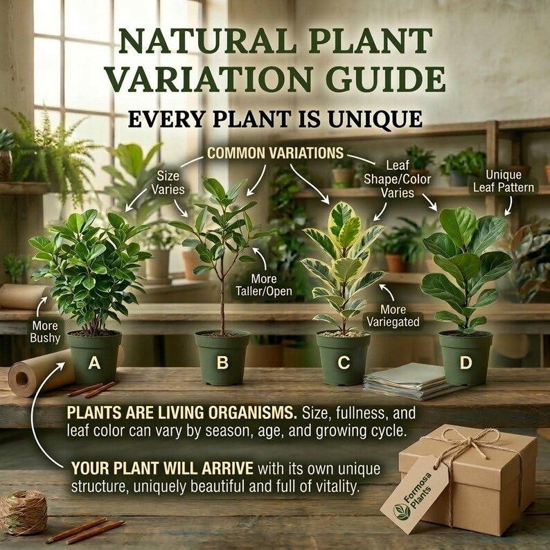 Arapaho BlackBerry - 1 Live Plant in a 2 Inch Pot - Rubus image 6