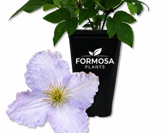 Clematis Blue Angel - 1 Live Plant in a 2 Inch Pot - Soft Blue Large-Flowered Climbing Vine, Repeat Blooming Garden Climber - Clematis