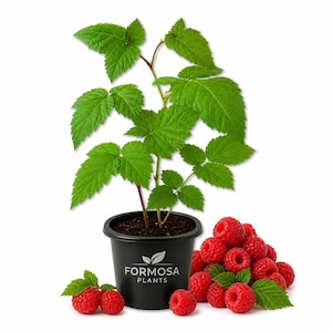 May include: A raspberry plant in a black pot with the text "FORMOSA PLANTS". The plant has green leaves and a brown stem. A pile of ripe red raspberries with green leaves sits next to the pot.