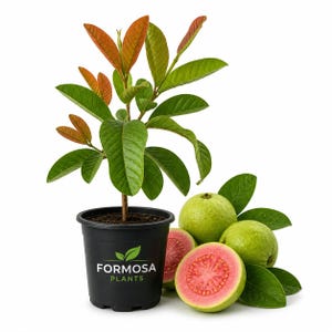May include: A guava plant in a black pot with the text "FORMOSA PLANTS". The plant has green and reddish-orange leaves. Several green guavas and two halves of a guava with pink flesh are next to the plant.