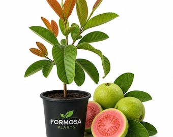 Pink Guava Tree - 1 Live Plant in a 4 Inch Pot - Edible Tropical Fruit Tree, Sweet Pink-Fleshed Guava for Patio and Garden - Psidium guajava