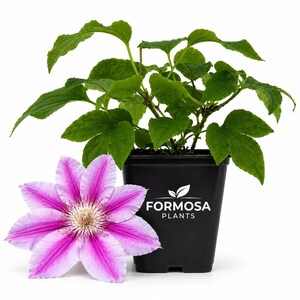 Clematis Dr. Ruppel - Live Plants in a 2 Inch Pot - Pink Striped Vine