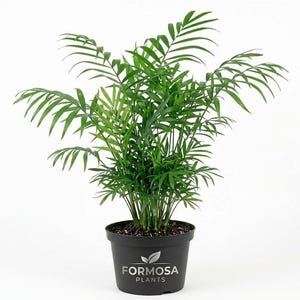 Variegated Parlor Palm - Etsy