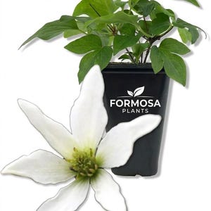 May include: A white clematis flower with six petals and a green center is displayed next to a potted plant with green leaves. The black pot has the text "FORMOSA PLANTS" in white.