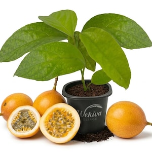 May include: A set of three ceramic mugs with a speckled, matte finish. The mugs are in shades of cream, light gray, and dark gray. Each mug has a simple, minimalist design, perfect for coffee or tea.