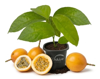 Giant Granadilla Passion Fruit Plant 1 Live Plant in a 2 Inch Pot - Edible Tropical Plant for Patio and Garden-Passiflora quadrangularis