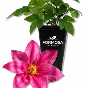 May include: A vibrant pink clematis flower with a yellow center lies next to a black pot containing a green plant. The pot has the text "FORMOSA PLANTS" on it. The flower has multiple petals and is in full bloom.