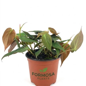 May include: A potted houseplant with green and brown leaves. The plant is in a brown plastic pot with the text "FORMOSA PLANTS" printed on the front. The background is white.