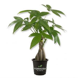 May include: A Money Tree plant in a black pot. The plant has bright green leaves and a braided trunk. The pot has the text "FORMOSA PLANTS" and a leaf logo. The plant is set against a white background.