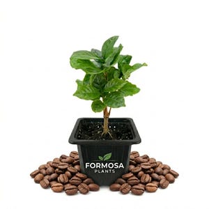 May include: A small coffee plant in a black square pot, surrounded by roasted coffee beans. The plant has vibrant green leaves and a slender brown stem. The pot has the "FORMOSA PLANTS" logo.