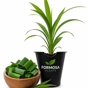 May include: A potted pandan plant with long, green leaves, next to a wooden bowl filled with sliced pandan leaves. The black pot has the text "FORMOSA PLANTS" and a leaf logo. Several loose leaves are also visible.