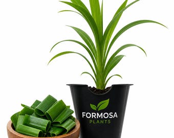 Pandan Plant-1 Live Plant in a 2 Inch Pot-Fragrant Herb, Sweet Vanilla-Like Aromatic Leaves for Cooking and Baking-Pandanus amaryllifolius