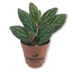 Polynesian Ivy - 1 Live Plant in a 2 Inch Pot - Rare Trailing Vine, Stunning Silver and Dark Green Patterned Foliage - Pellionia pulchra