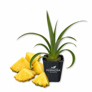 May include: A potted plant with long, green leaves and a black pot. Sliced pineapple pieces are arranged around the pot. The pot has the text "FORMOSA PLANTS" and a leaf logo.