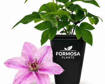 Clematis Hagley Hybrid - Live Plants in a 2 Inch Pot - Rose Pink