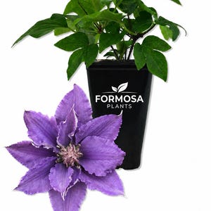 May include: A vibrant image showcases a purple clematis flower with a detailed center, alongside a potted plant with green leaves. The black pot features the "FORMOSA PLANTS" logo. The flower's petals have a delicate, ruffled edge.