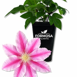 May include: A vibrant image showcasing a pink and white clematis flower with a yellow center, alongside a potted plant with green leaves. The black pot features the "FORMOSA PLANTS" logo.